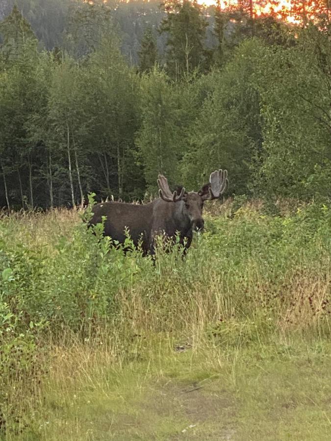 Вилла Fjellstad Gard - 2 Minutes From E6 And 5 Minutes Drive From Steinkjer City Экстерьер фото