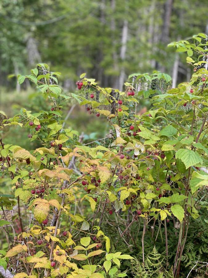 Вилла Fjellstad Gard - 2 Minutes From E6 And 5 Minutes Drive From Steinkjer City Экстерьер фото
